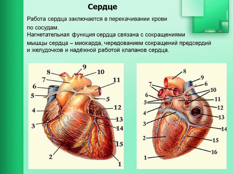 Сердце Работа сердца заключается в перекачивании крови  по сосудам. Нагнетательная функция сердца связана